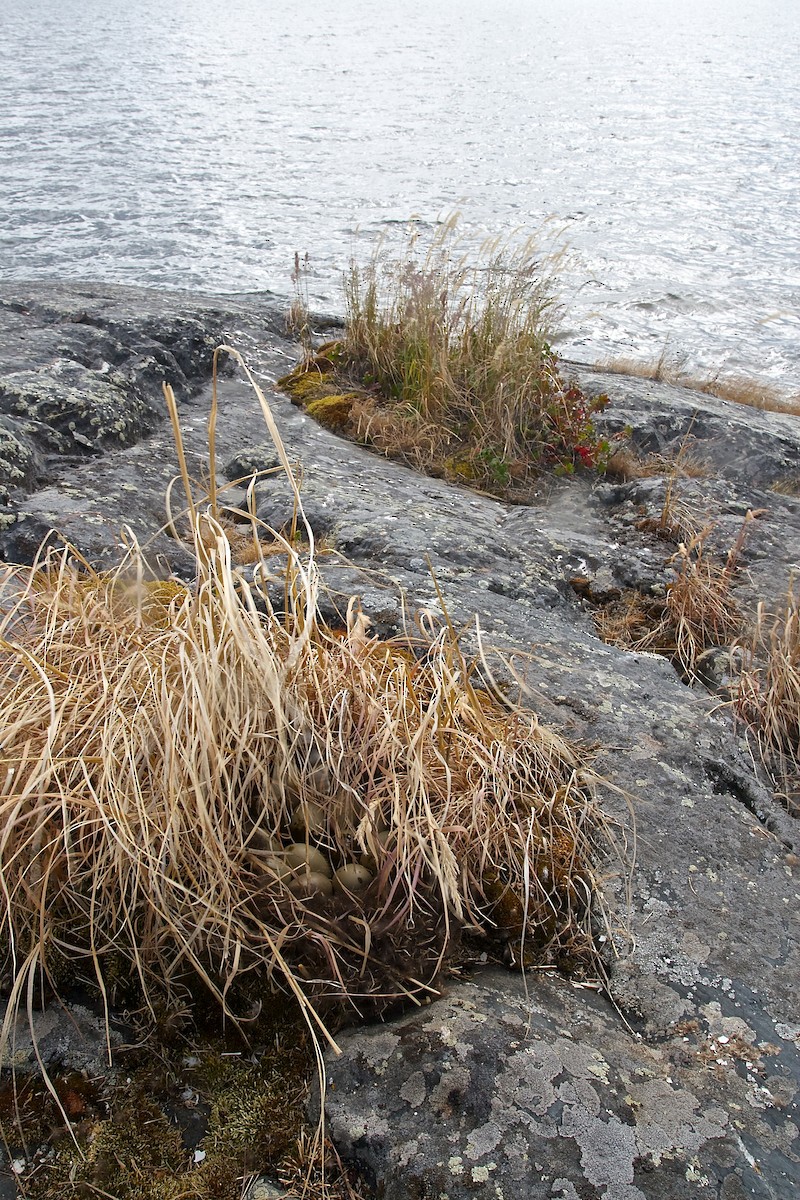 Greater/Lesser Scaup - ML637033175