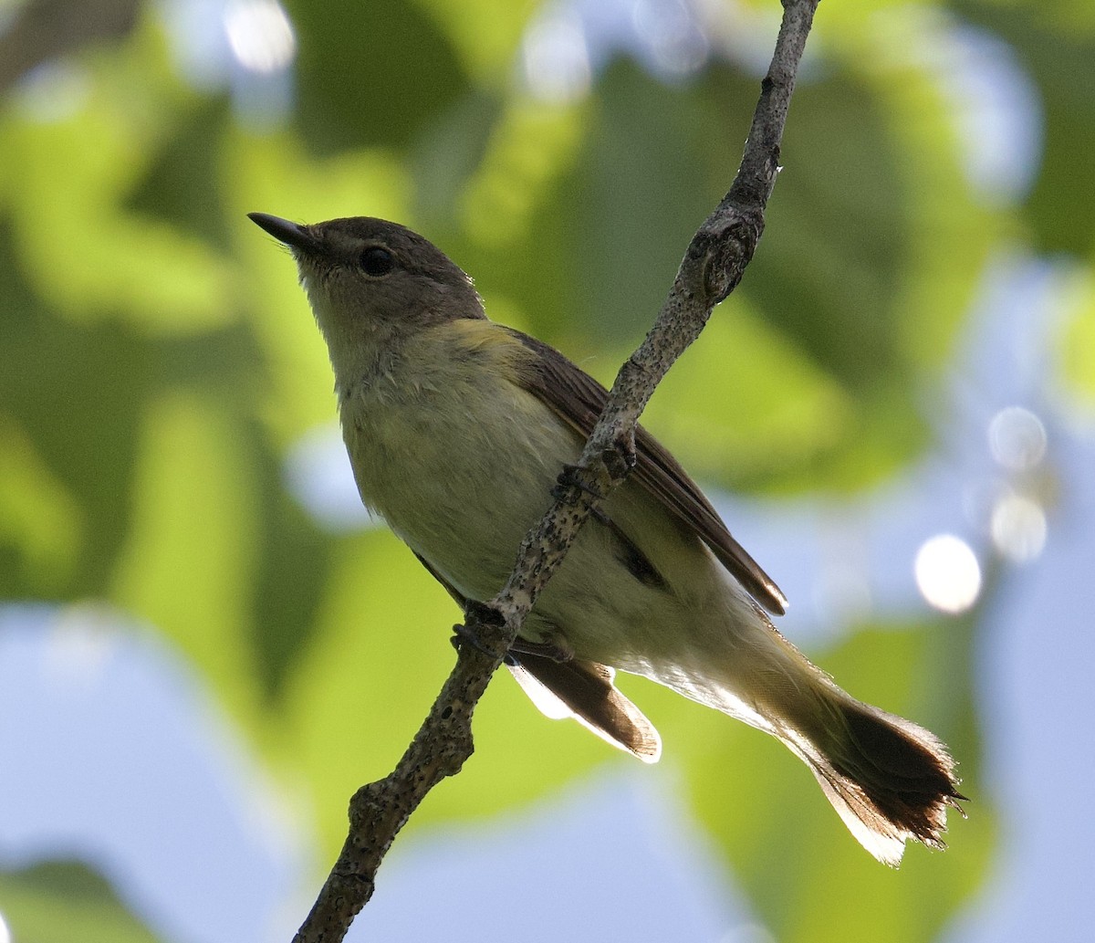 American Redstart - ML637033190
