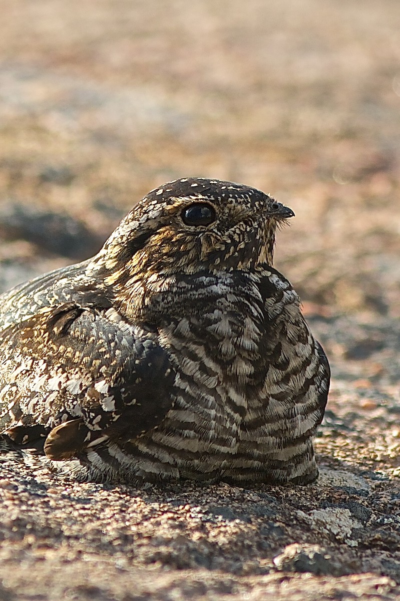 Common Nighthawk - ML637033198