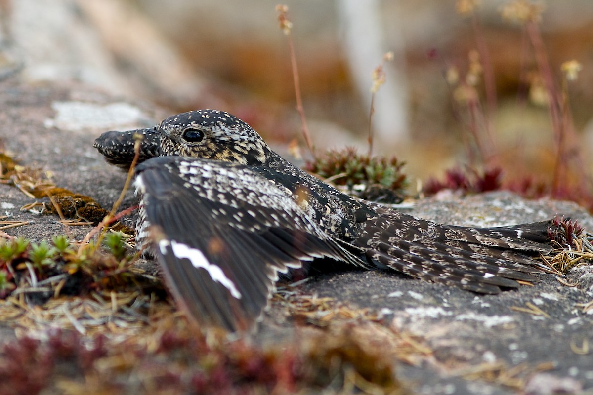 Common Nighthawk - ML637033199