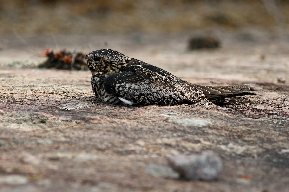 Common Nighthawk - ML637033200