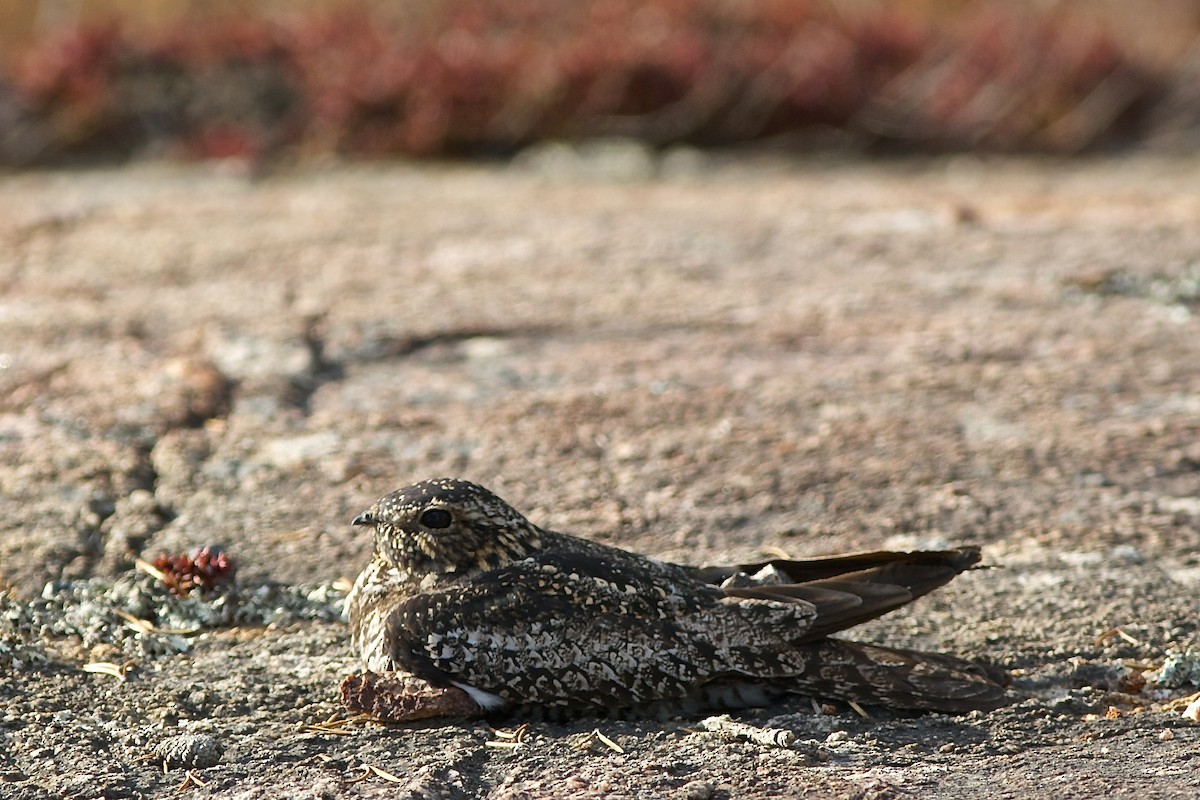Common Nighthawk - ML637033201