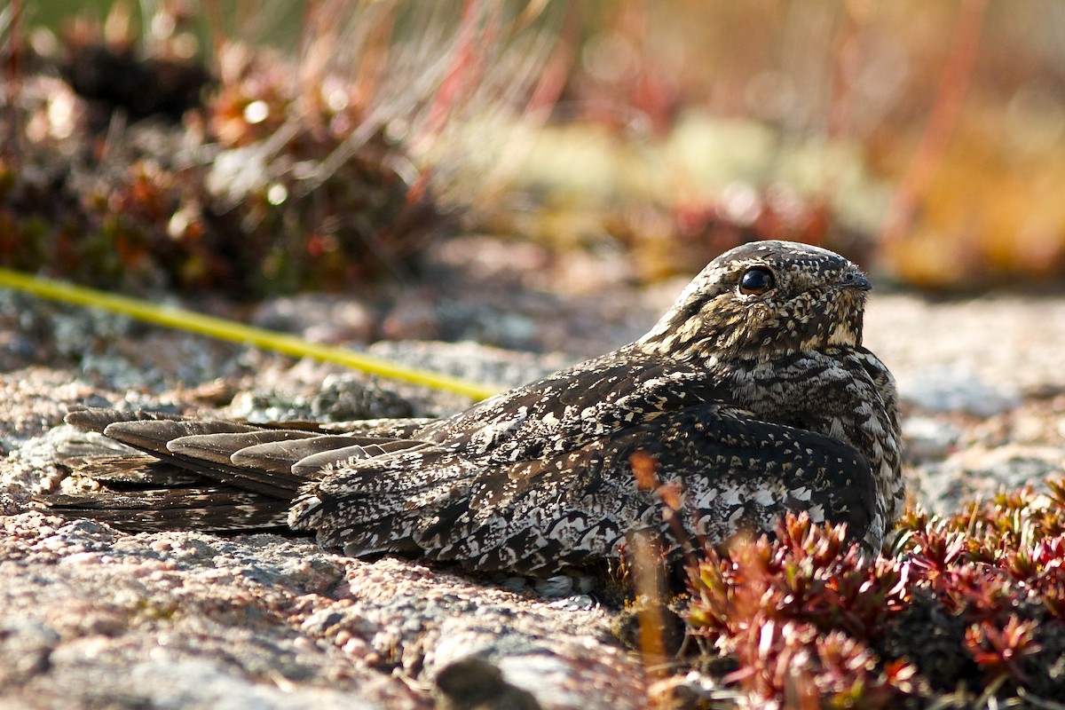 Common Nighthawk - ML637033202