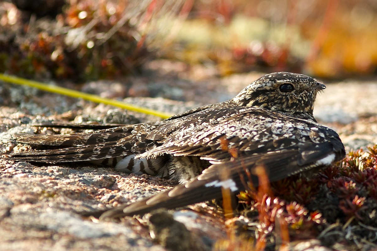 Common Nighthawk - ML637033203