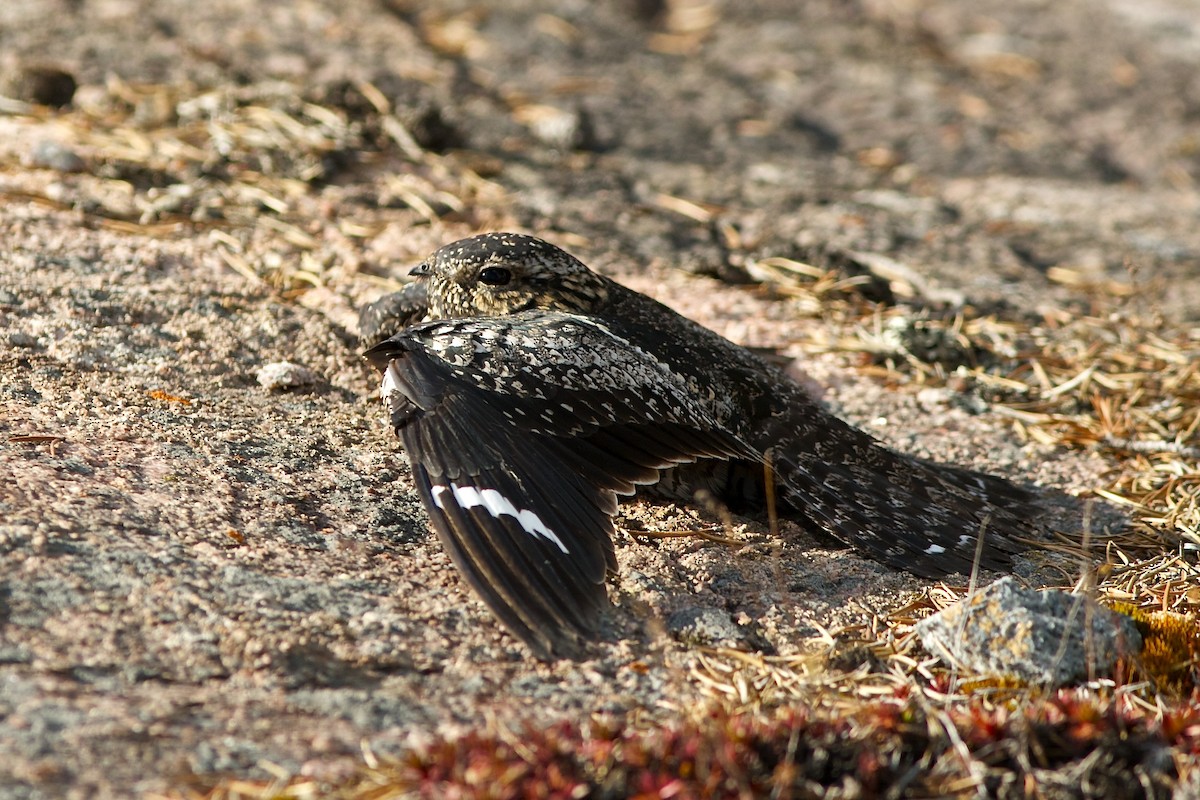 Common Nighthawk - ML637033204