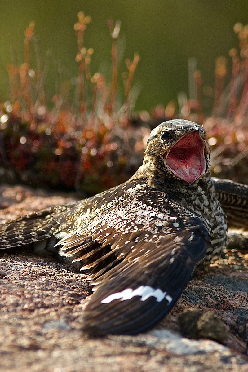 Common Nighthawk - ML637033205