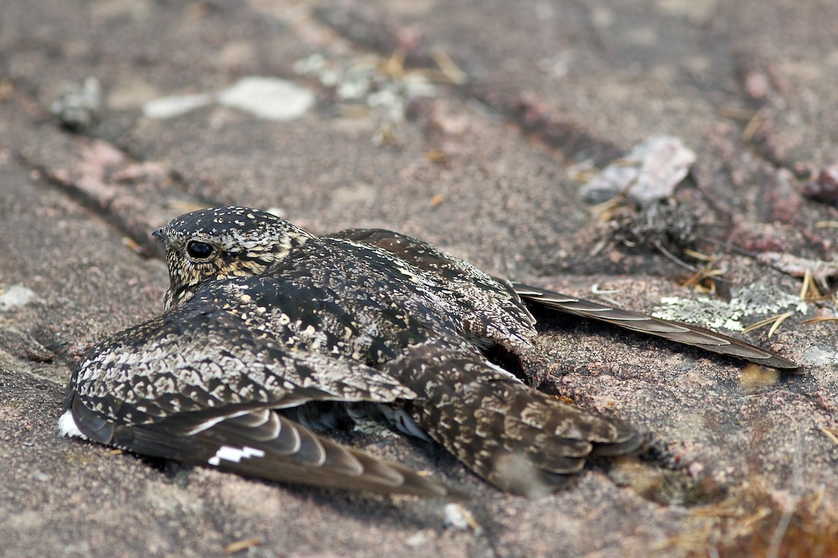 Common Nighthawk - ML637033206