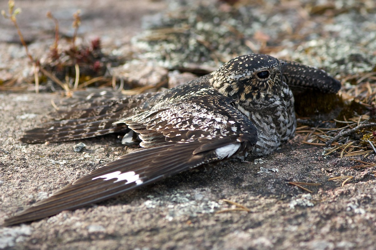 Common Nighthawk - ML637033207