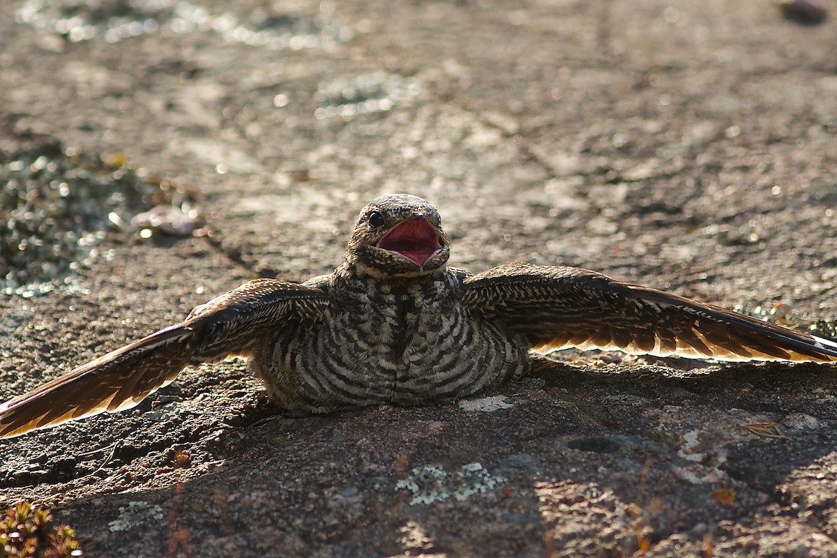 Common Nighthawk - ML637033208