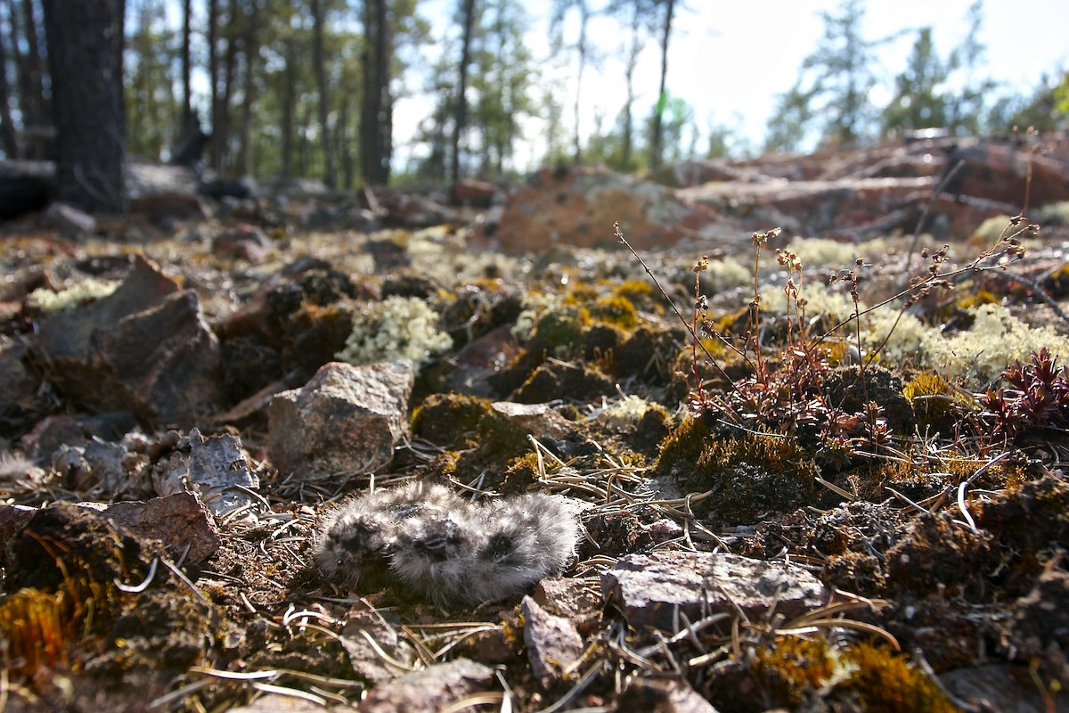 Common Nighthawk - ML637033209