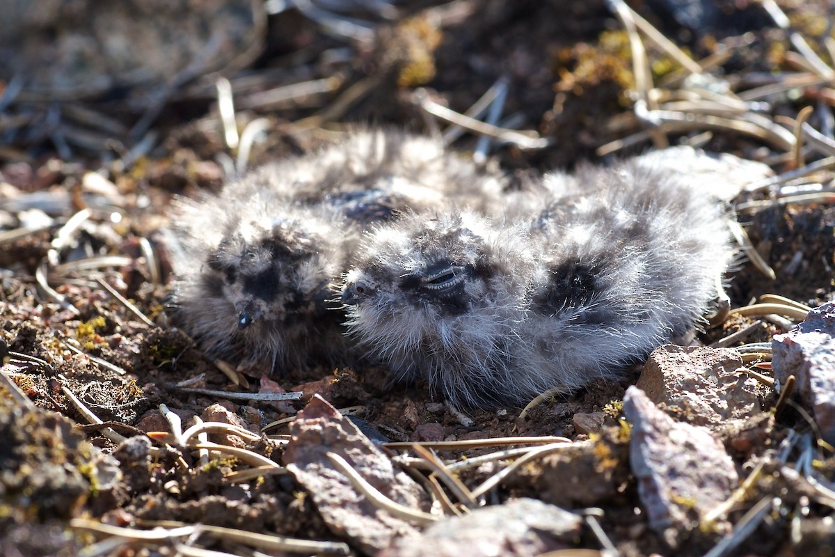 Common Nighthawk - ML637033210