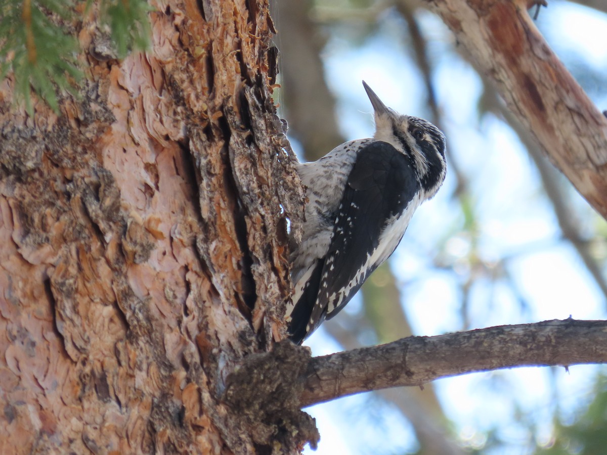 American Three-toed Woodpecker (Rocky Mts.) - ML637033216