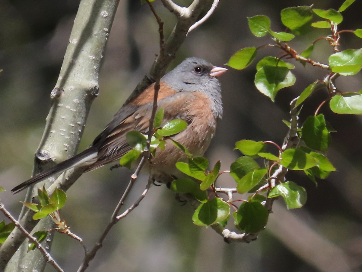 Dark-eyed Junco (Pink-sided x Gray-headed) - ML637033234
