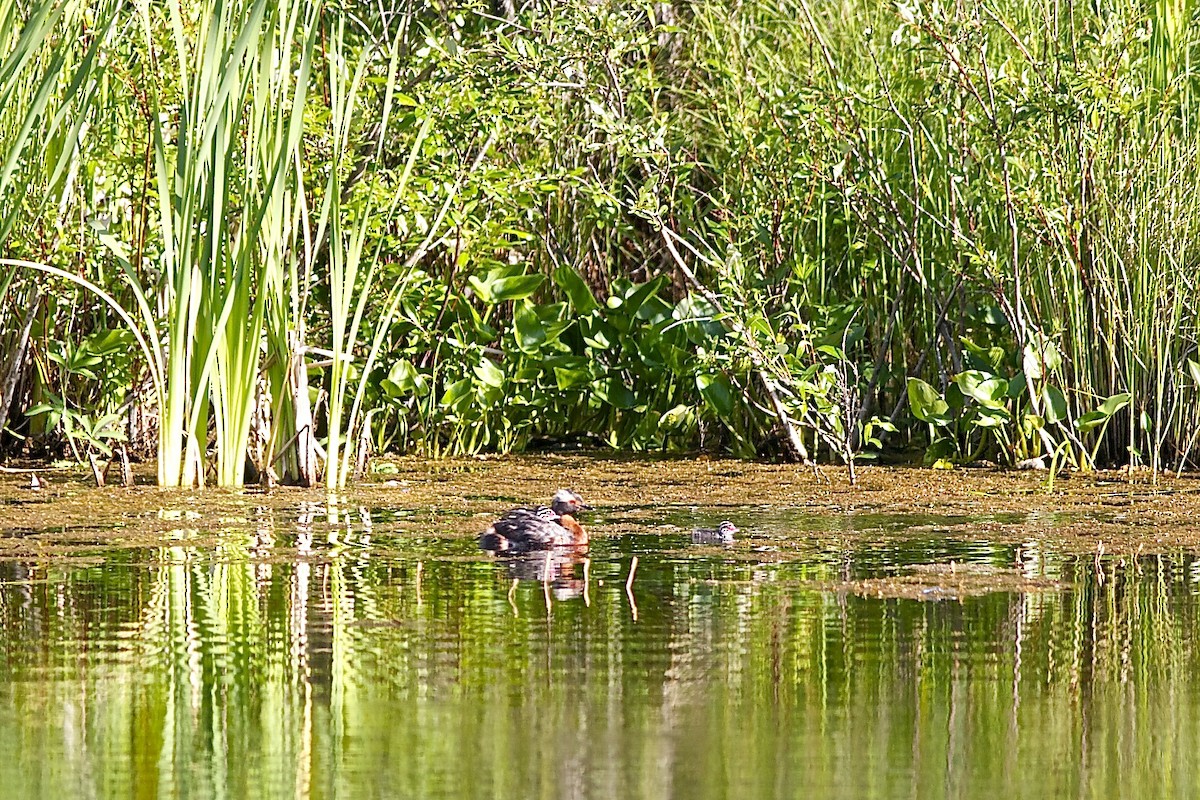 Horned Grebe - ML637033257