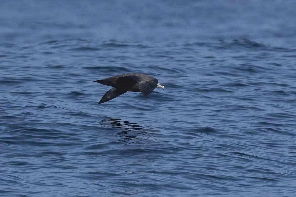 White-chinned Petrel - ML637033276