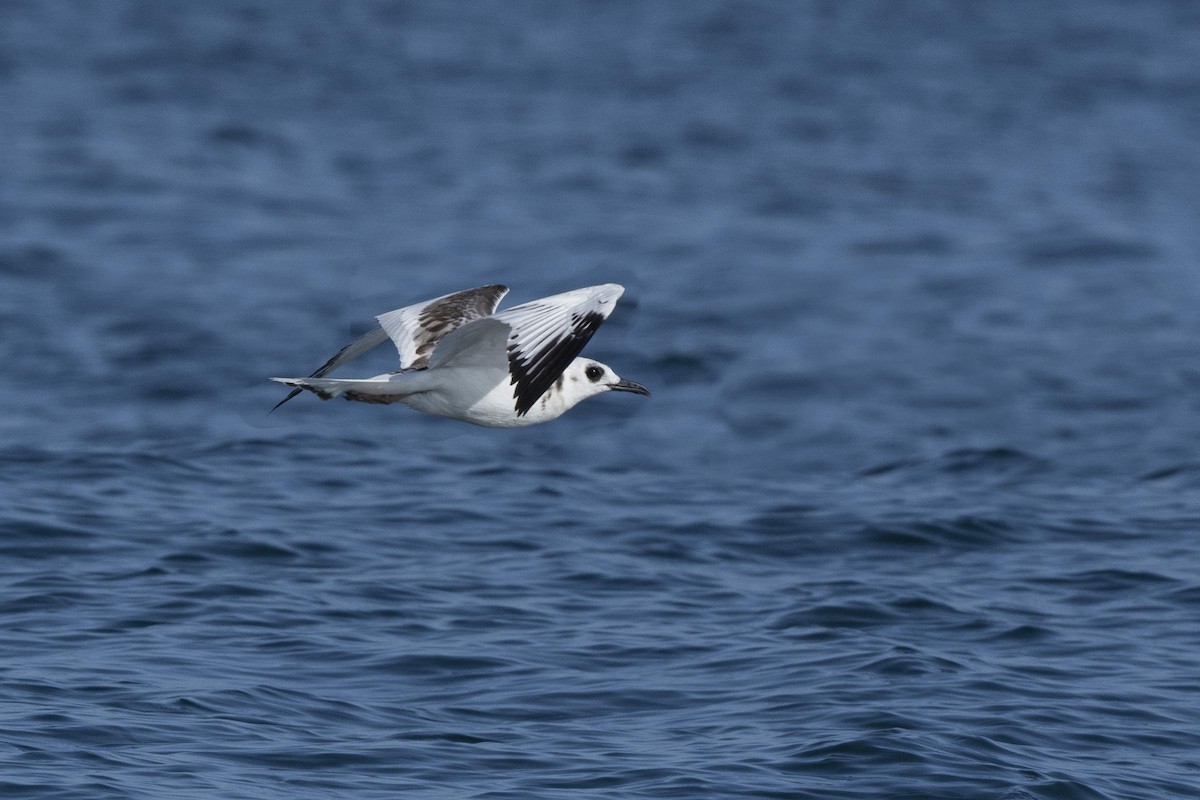 Swallow-tailed Gull - ML637033305