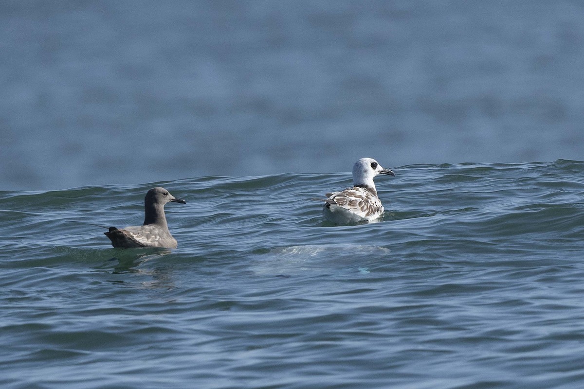 Swallow-tailed Gull - ML637033306