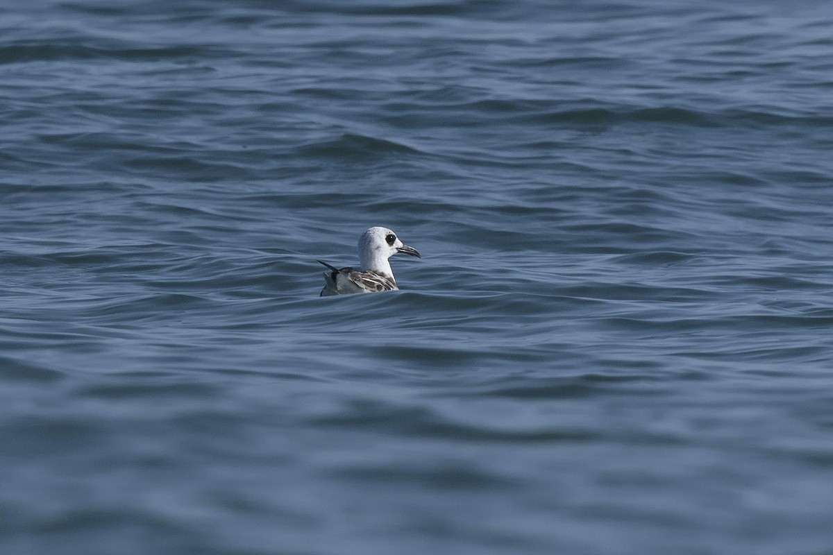 Swallow-tailed Gull - ML637033307