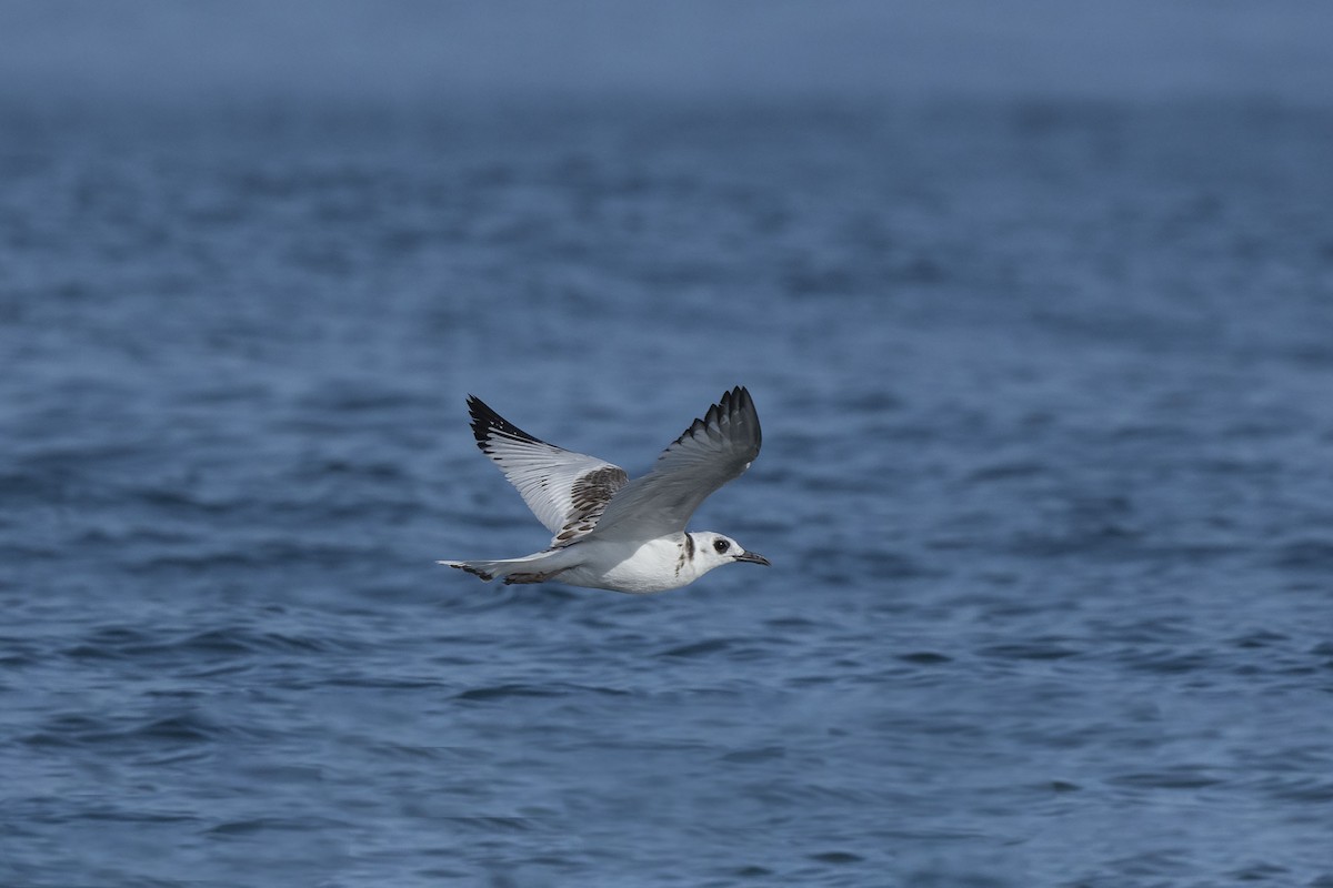 Swallow-tailed Gull - ML637033326