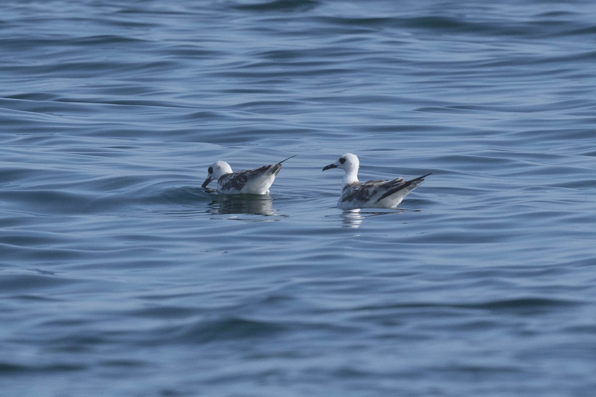 Swallow-tailed Gull - ML637033330