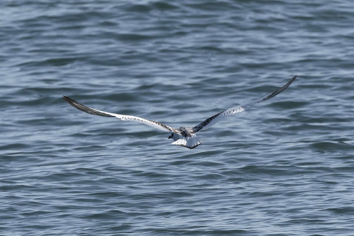 Swallow-tailed Gull - ML637033348