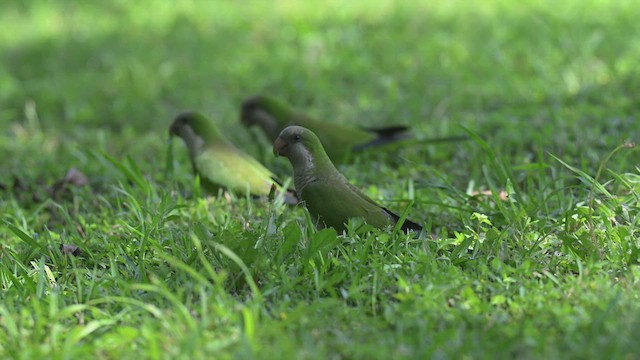 Monk Parakeet - ML637033376