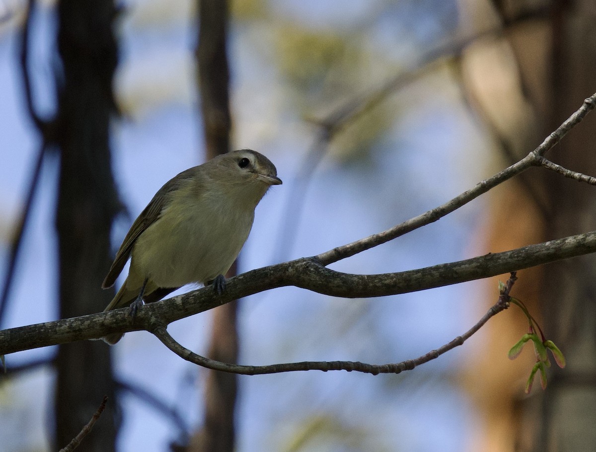 Eastern Warbling Vireo - ML637033444