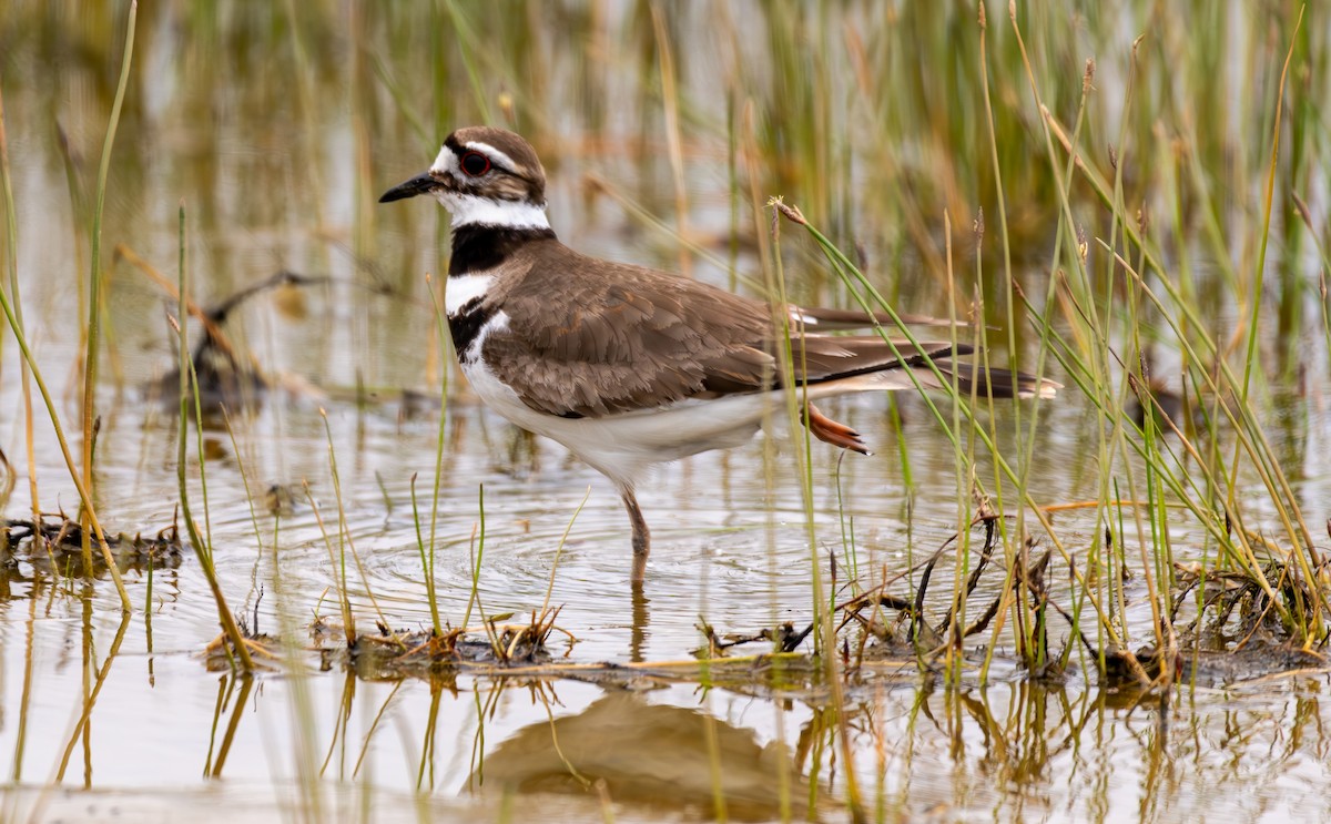 Killdeer - ML637033452