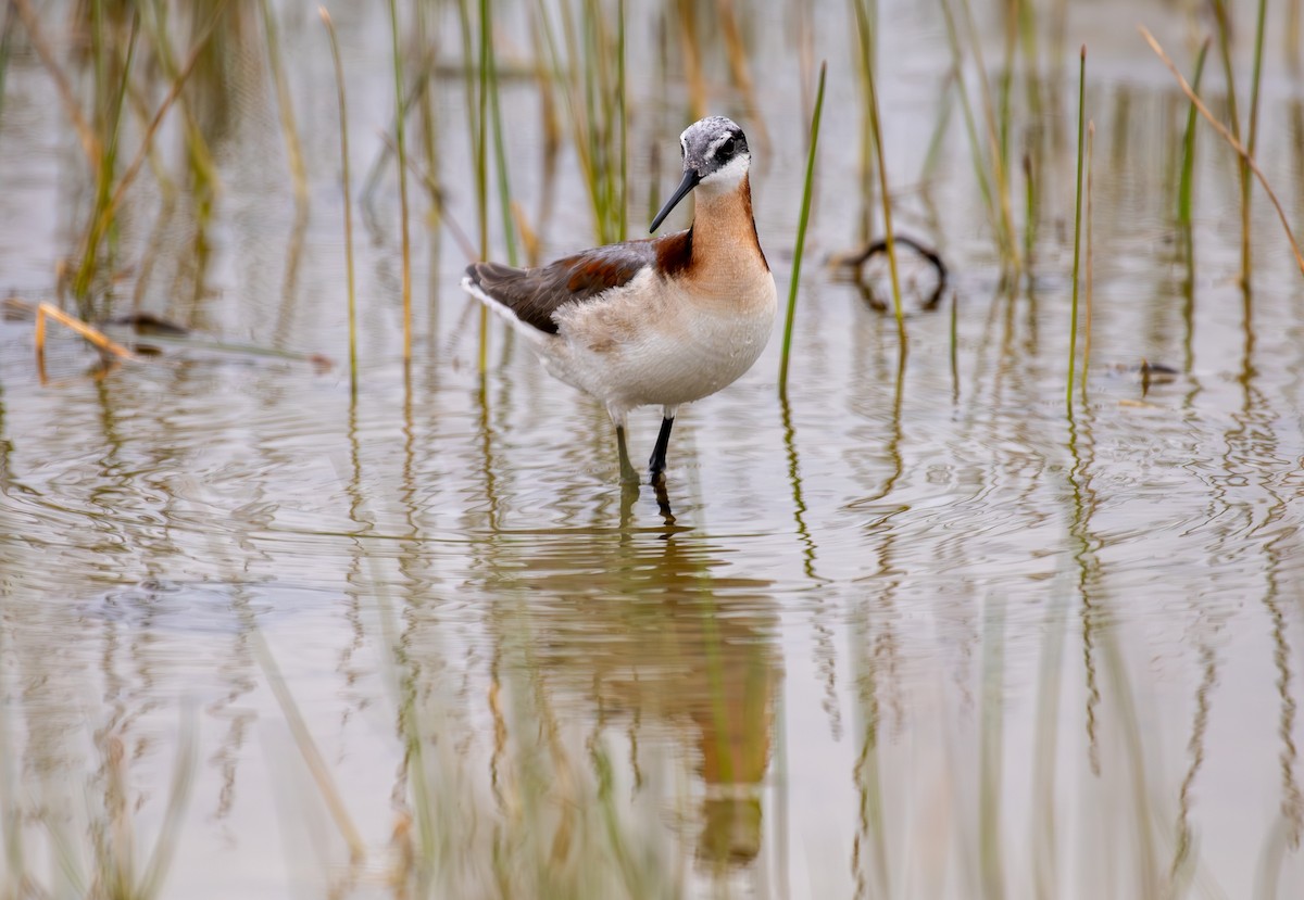 Wilson's Phalarope - ML637033461