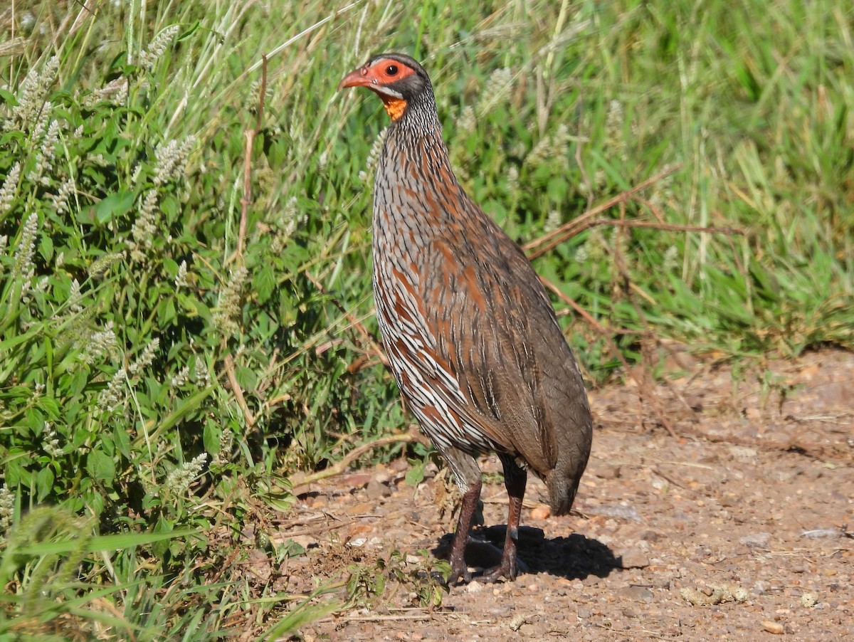Gray-breasted Spurfowl - ML637033471