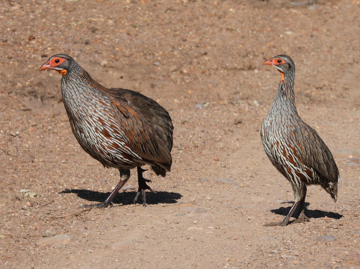 Gray-breasted Spurfowl - ML637033490