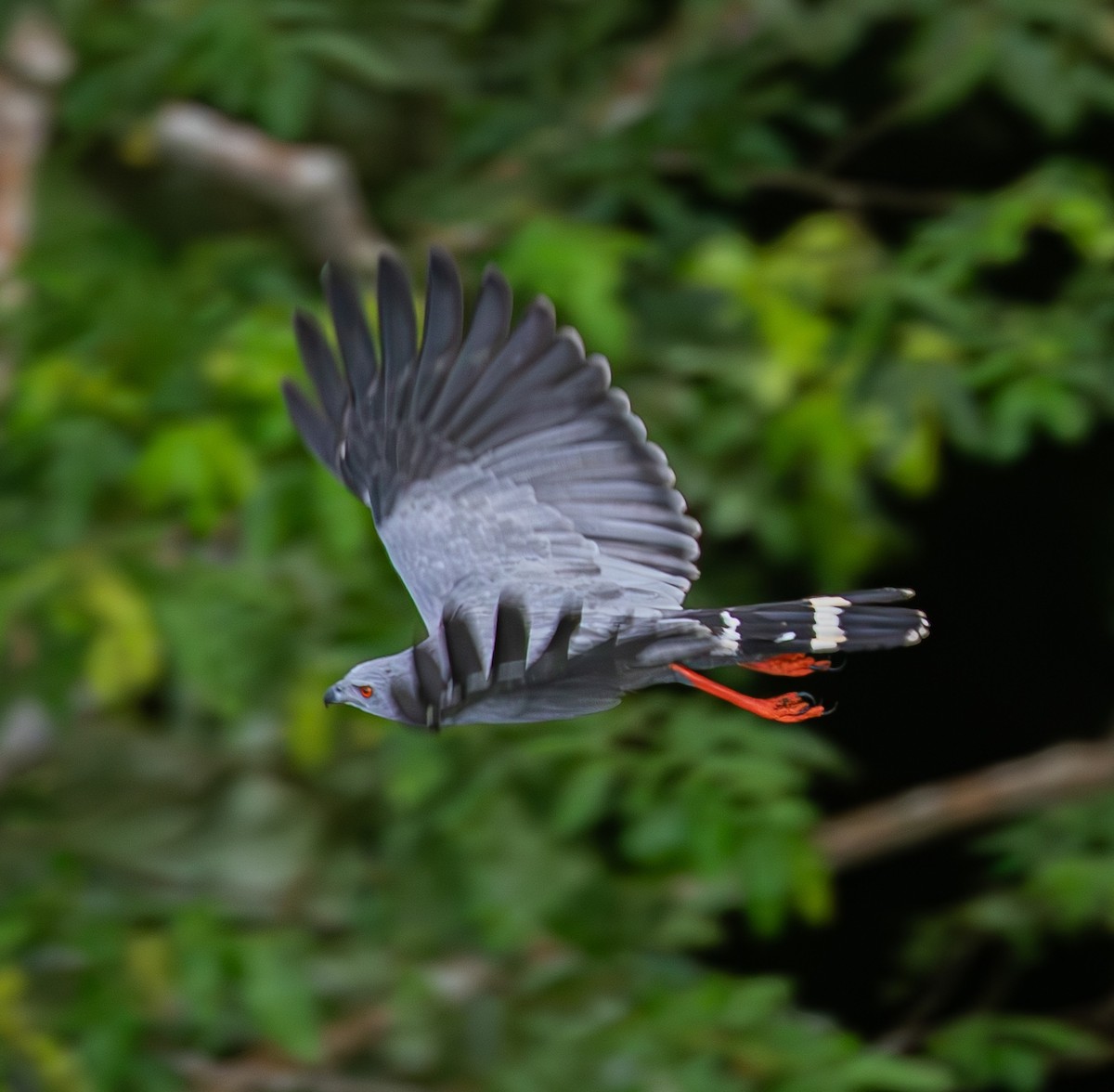 Crane Hawk - ML637033523