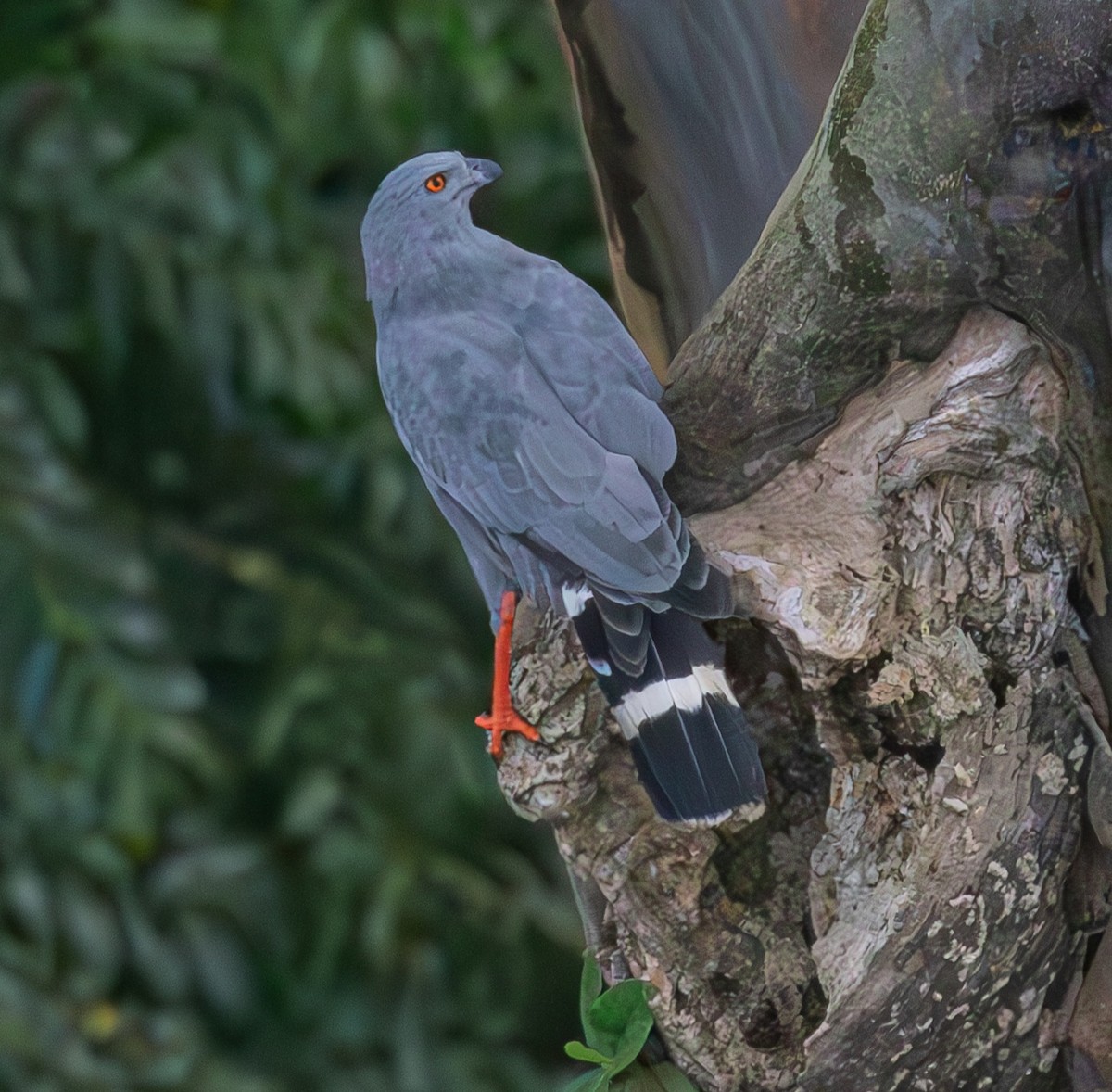 Crane Hawk - ML637033524