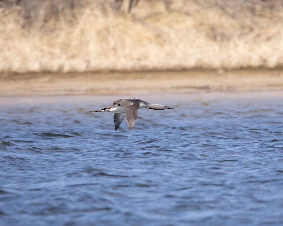 Red-throated Loon - ML637033532