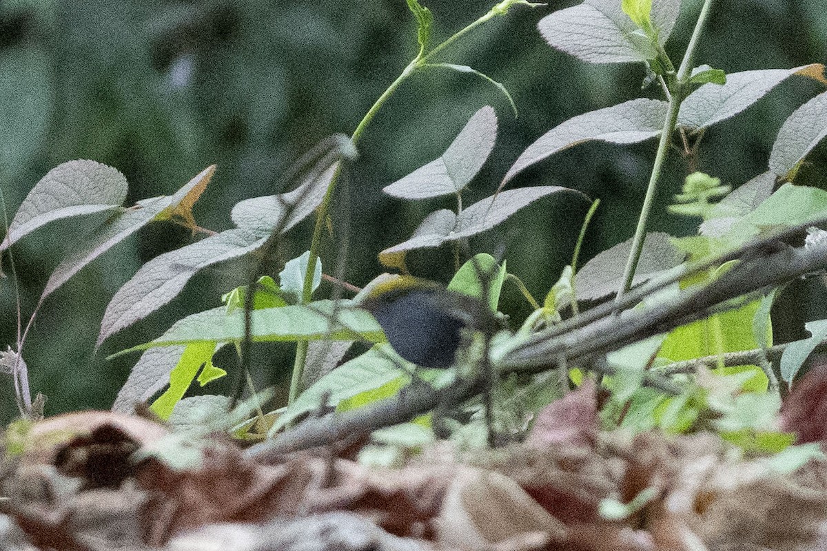 Slaty-bellied Tesia - ML637033544