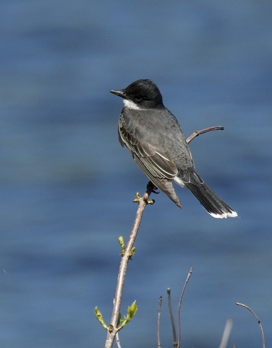 Eastern Kingbird - ML637033578