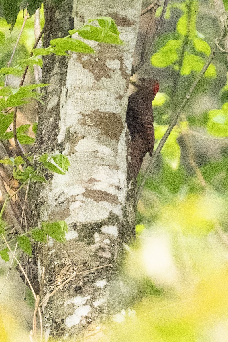 Pic à oreillons rouges - ML637033579