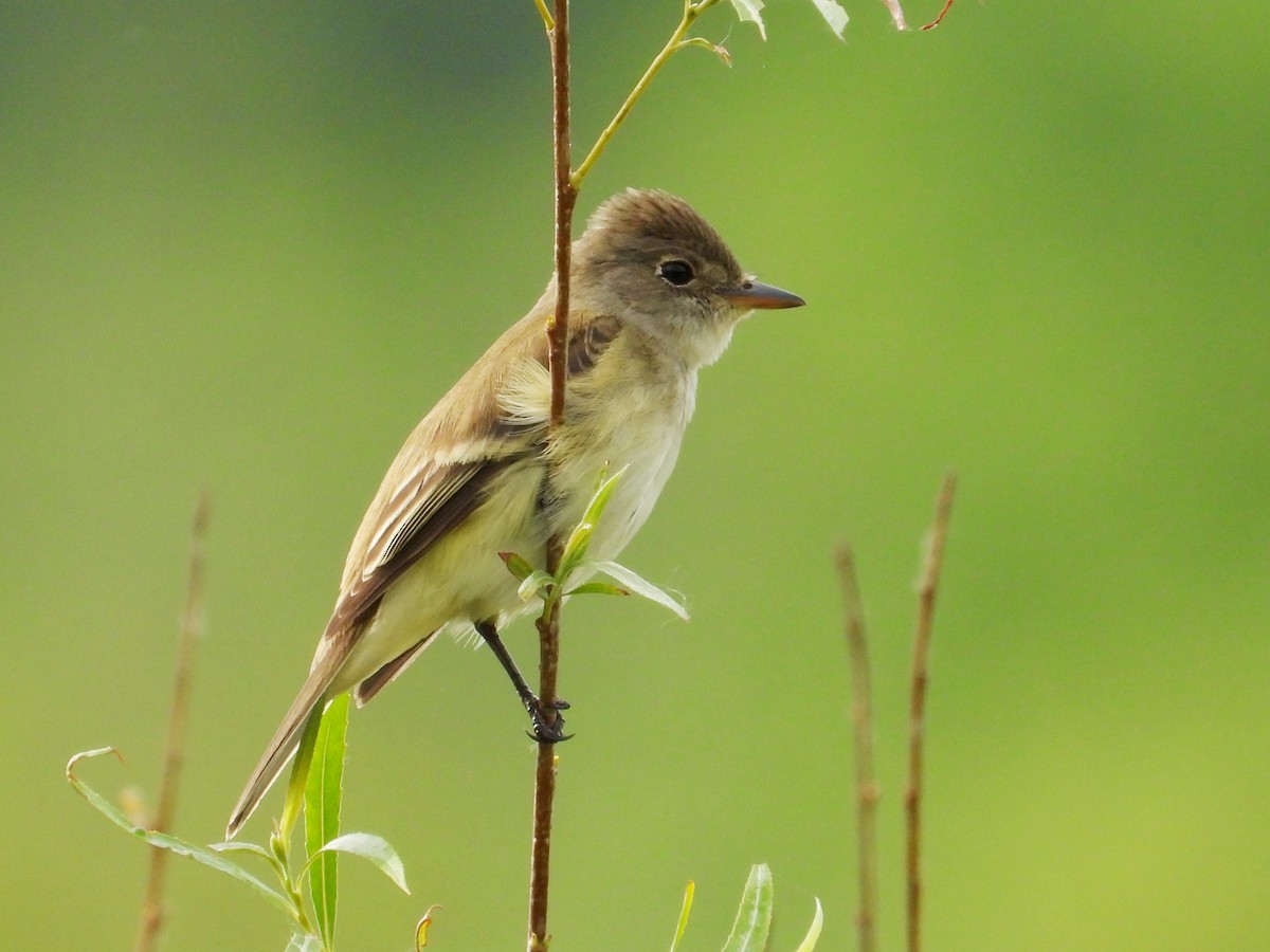 Willow Flycatcher - ML637033606