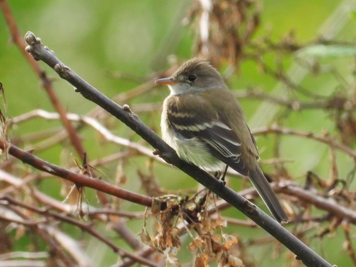 Willow Flycatcher - ML637033611