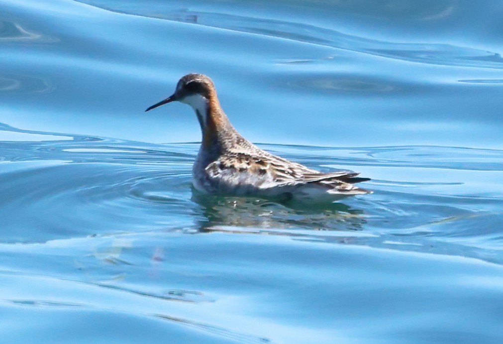 Red-necked Phalarope - ML637033818