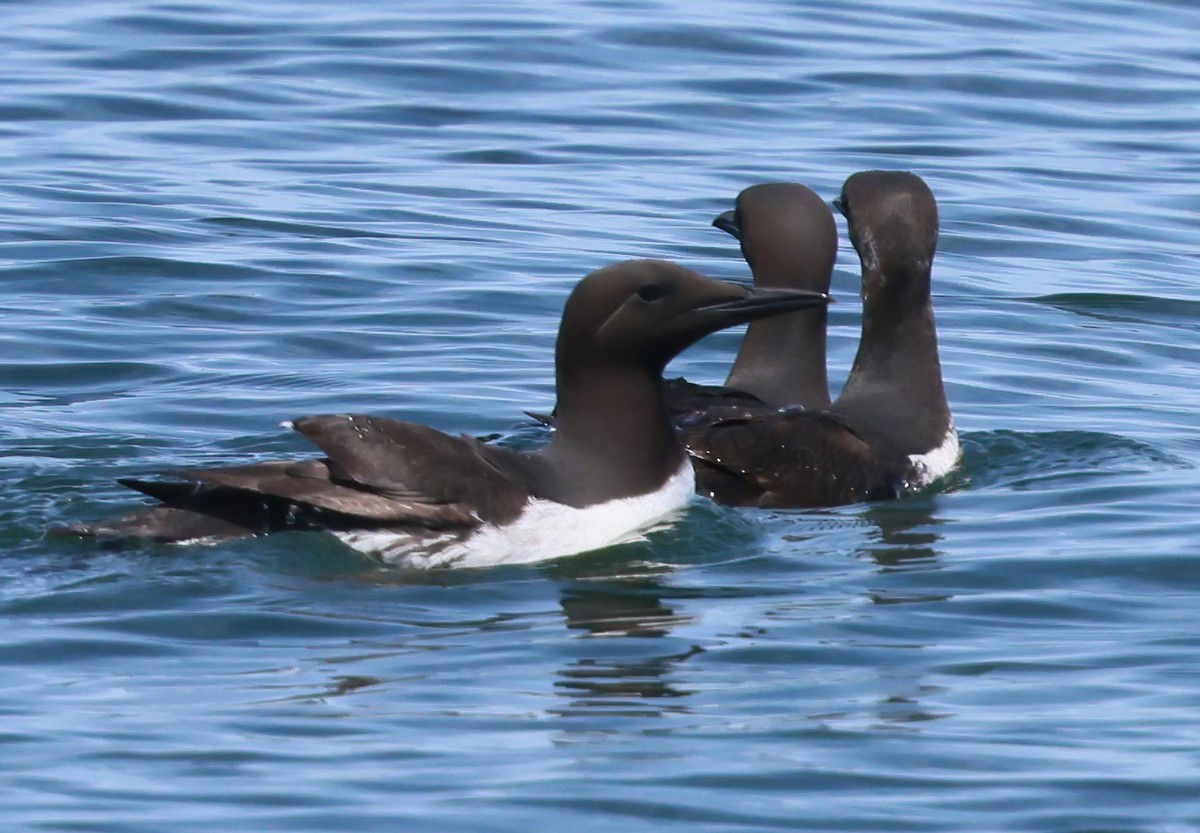 Common Murre - ML637033824
