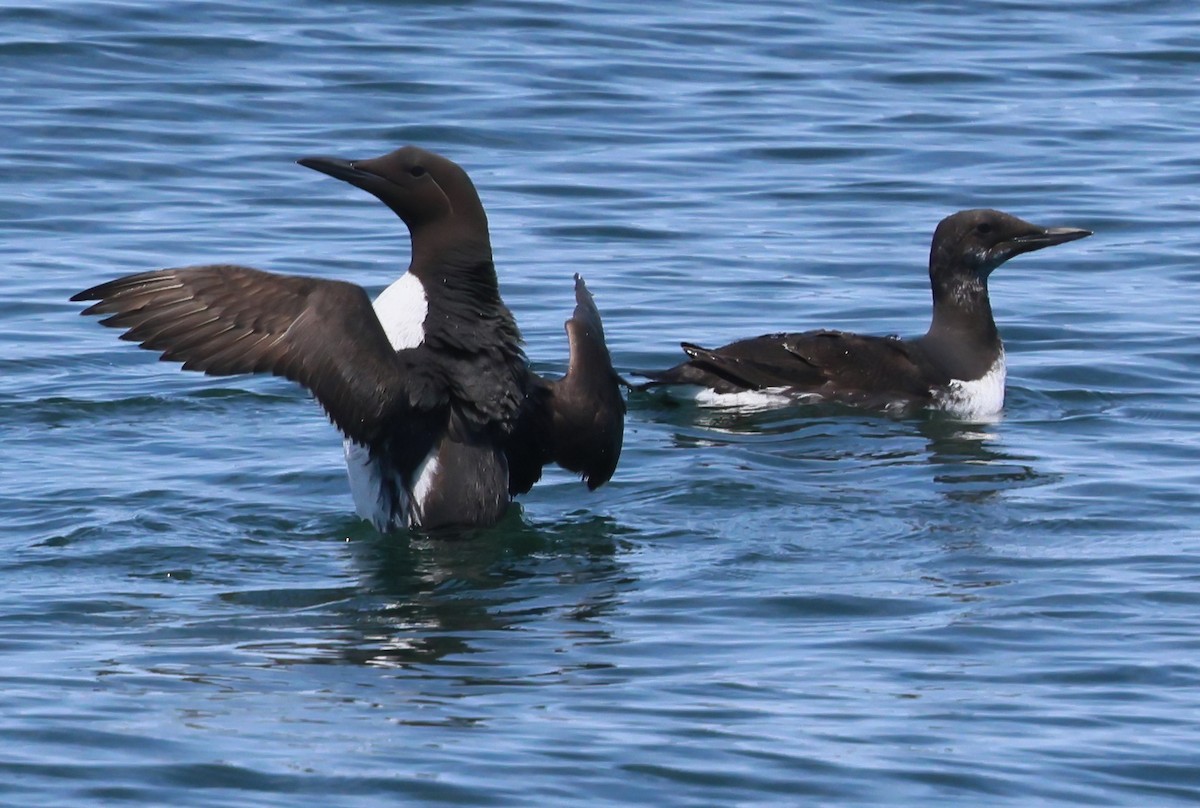 Common Murre - ML637033825