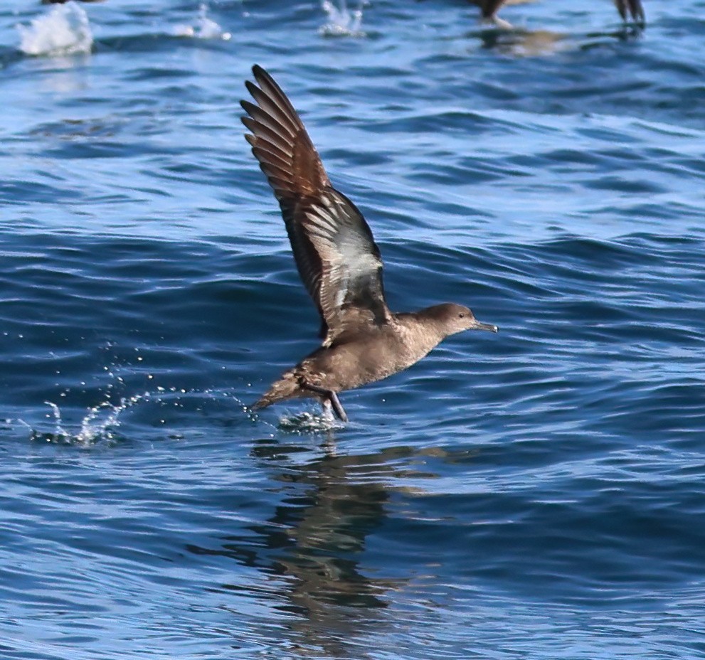 Sooty Shearwater - ML637033859