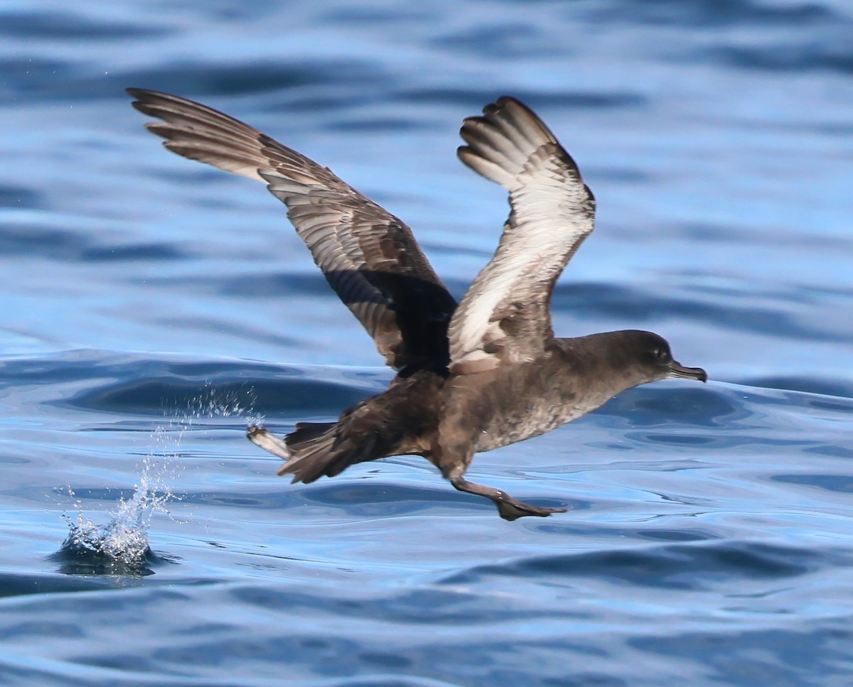 Sooty Shearwater - ML637033860