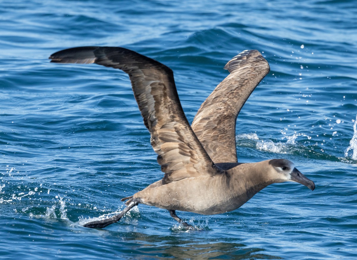 Black-footed Albatross - ML637033876