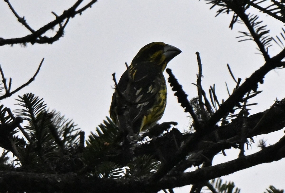 Spot-winged Grosbeak - ML637033879