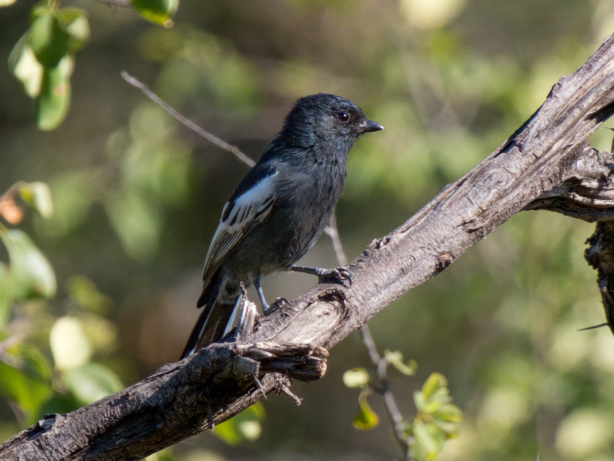 Southern Black-Tit - ML637033887