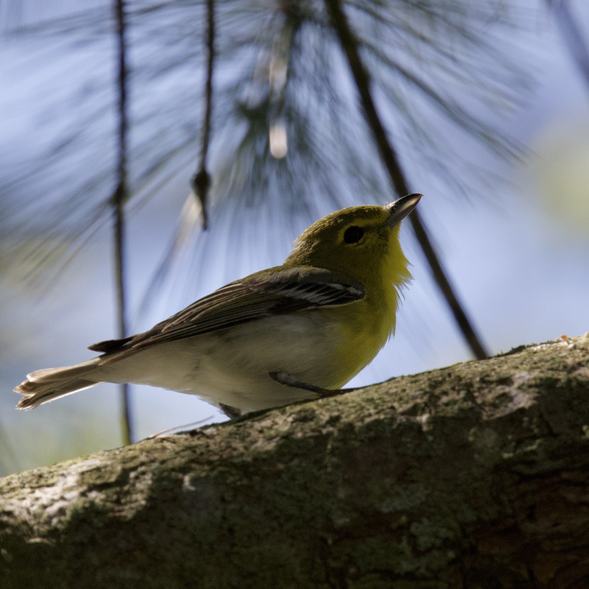 Yellow-throated Vireo - ML637033895