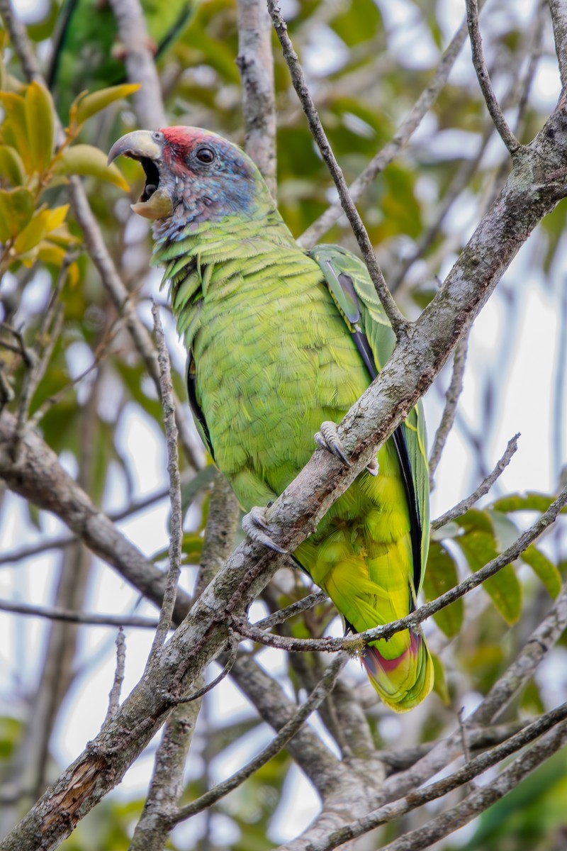 Red-tailed Amazon - ML637033927