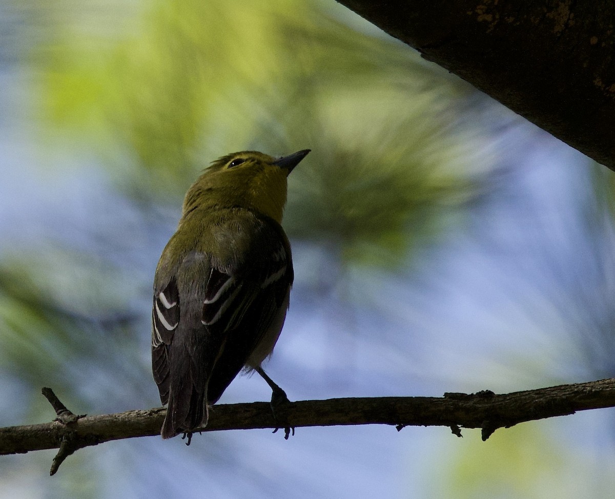Yellow-throated Vireo - ML637033933